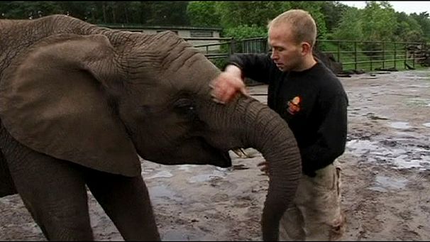 Un éléphant prédit la victoire du Bayern en Ligue des champions
