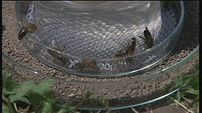 Des abeilles détecteuses de mines