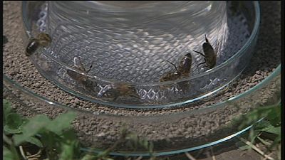 Croatia researchers work on getting honey bees to hunt for landmines Croatia researchers work on getting honey bees to hunt for landmines