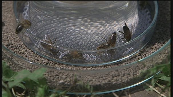 Croatia researchers work on getting honey bees to hunt for landmines