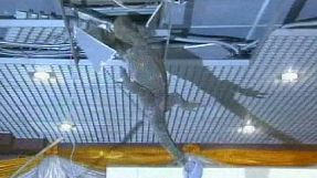 Water monitor lizard invades Thai Parliament House