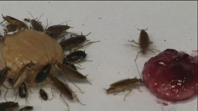 Quand les cafards développent une aversion au sucre pour survivre