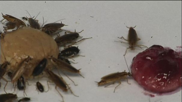 Las cucarachas nacen, crecen, se reproducen y… evitan la glucosa para sobrevivir