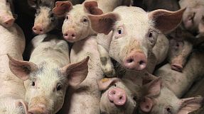 Smithfields y Shuanghui tienen un mes para cerrar la fusión del líder mundial de carne porcina