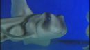 Requins : exposition à Monaco et fécondation in vitro à Lisbonne