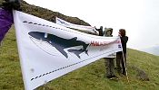 Animal welfare groups condemn Iceland as it resumes whaling