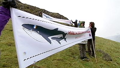 Animal welfare groups condemn Iceland as it resumes whaling Animal welfare groups condemn Iceland as it resumes whaling