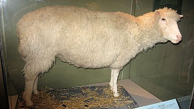 Back in the Day: Dolly, the first cloned mammal Back in the Day: Dolly, the first cloned mammal