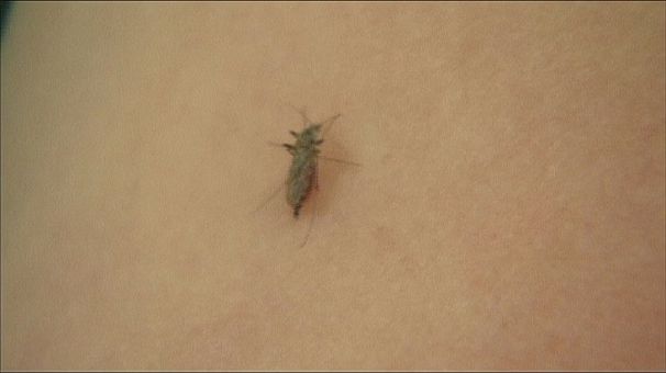 Mapping the mosquito