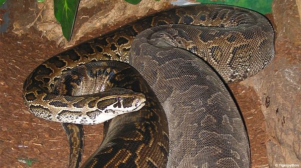 Escaped snake strangles two children in Canada