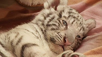 Lima zoo unveils new Bengal tigress cub – nocomment Lima zoo unveils new Bengal tigress cub – nocomment