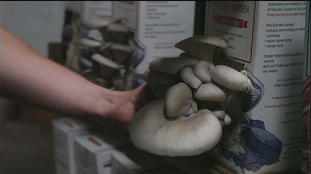 Coffee perks up mushrooms