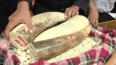 Ivory seized at Bangkok Airport Ivory seized at Bangkok Airport