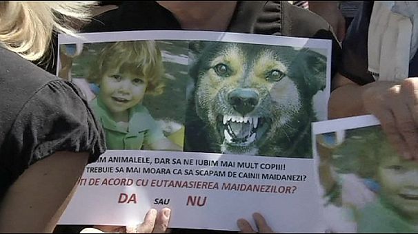 Protest in Bucharest over killing of four-year-old by stray dogs