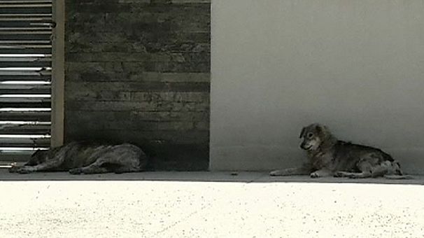 Romania votes for stray dog cull after child death
