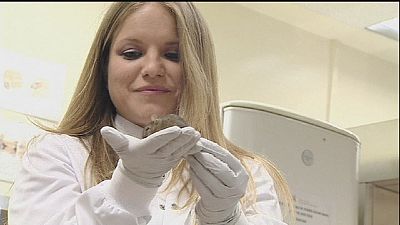 Breakthrough stem cell find in Madrid Breakthrough stem cell find in Madrid