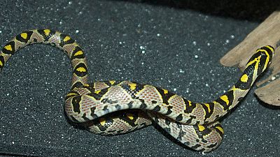 Mandarin rat snake grounds Qantas 747 Mandarin rat snake grounds Qantas 747