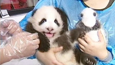 China: Artificially bred panda cubs in limelight in Chengdu – nocomment China: Artificially bred panda cubs in limelight in Chengdu – nocomment