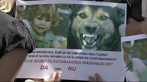 Romania court dismisses protests to stray dog cull