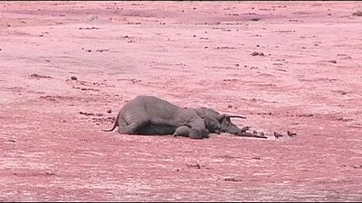 Over 80 elephants killed by poachers in Zimbabwe Over 80 elephants killed by poachers in Zimbabwe