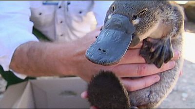 Platypus hitches a ride under vehicle bonnet in Australia – nocomment Platypus hitches a ride under vehicle bonnet in Australia – nocomment