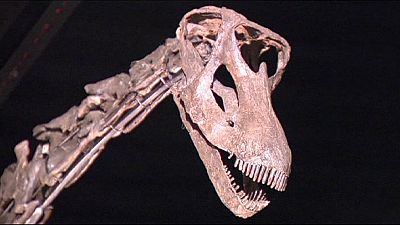 “Misty” the diplodocus is sold at auction “Misty” the diplodocus is sold at auction