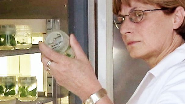 French researcher claims GM food lobbyists pulled study from journal