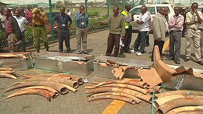 Africa steps up efforts to stop illegal killing of elephants Africa steps up efforts to stop illegal killing of elephants