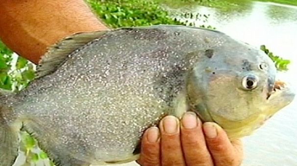 Argentina: dozens attacked by biting fish at river beach