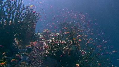 Great Barrier Reef ‘at risk’ from coal development plan Great Barrier Reef ‘at risk’ from coal development plan