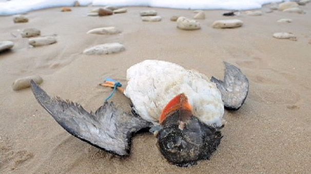 France: storms leave thousands of dead seabirds on beaches