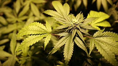 Colorado: Canábis rende 3,5 milhões de dólares em impostos Colorado: Canábis rende 3,5 milhões de dólares em impostos