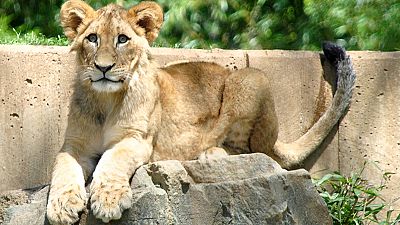 After Marius the giraffe, Copenhagen zoo slaughters four lions After Marius the giraffe, Copenhagen zoo slaughters four lions