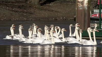 Swans released onto Hamburg lake for spring Swans released onto Hamburg lake for spring