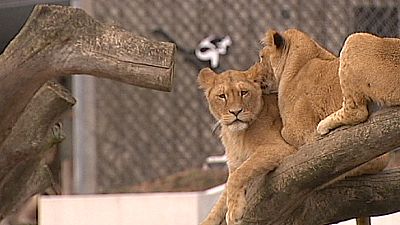 Copenhagen Zoo destroys four lions to make room for a new male. Copenhagen Zoo destroys four lions to make room for a new male.