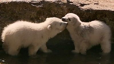 Twins Polar Bears cubs, the new stars in Germany – nocomment Twins Polar Bears cubs, the new stars in Germany – nocomment