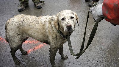 Search dogs help find victims of Washington mudslide Search dogs help find victims of Washington mudslide
