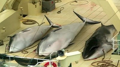 Japan pledges to comply with Antarctic whaling ban Japan pledges to comply with Antarctic whaling ban