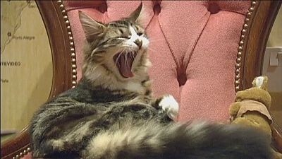 London’s cat cafe serves up purr…fect cup of coffee London’s cat cafe serves up purr…fect cup of coffee