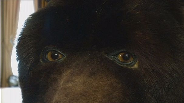 French artist lives inside bear for 13 days