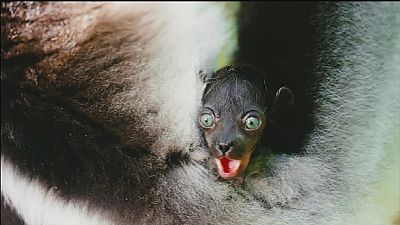 Freeman voices concerns about endangered lemurs in documentary Freeman voices concerns about endangered lemurs in documentary