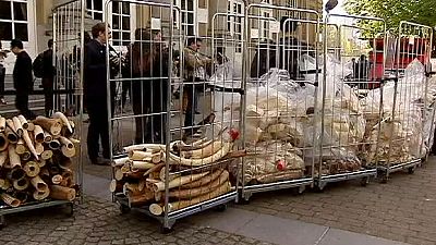 Belgium crushes illegal ivory stockpile Belgium crushes illegal ivory stockpile