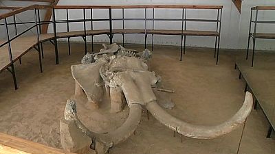 Mammoth lift for million-year-old skeleton Mammoth lift for million-year-old skeleton