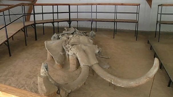 Mammoth lift for million-year-old skeleton