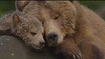 ‘Bears’: bear cub’s life in Alaska ‘Bears’: bear cub’s life in Alaska
