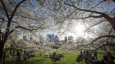 Cherry blossom in Central Park Cherry blossom in Central Park