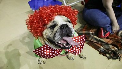 Iowa Bulldog Beauty Contest – nocomment Iowa Bulldog Beauty Contest – nocomment
