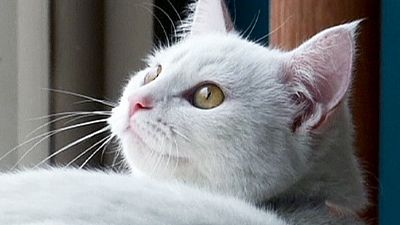 America’s first cat café opens in NYC – nocomment America’s first cat café opens in NYC – nocomment