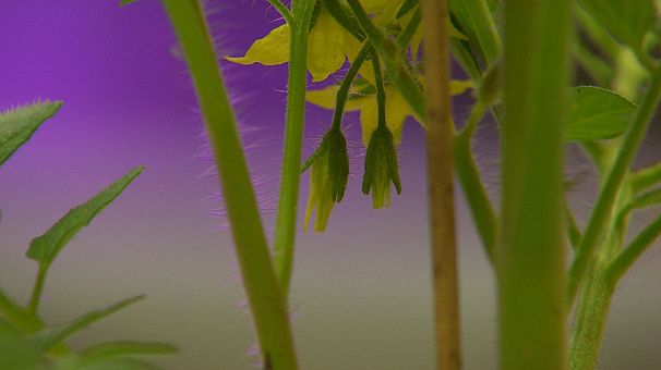 Talking Plants