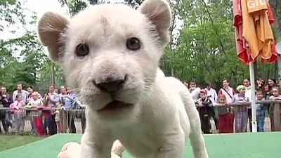 Two white lions – nocomment Two white lions – nocomment